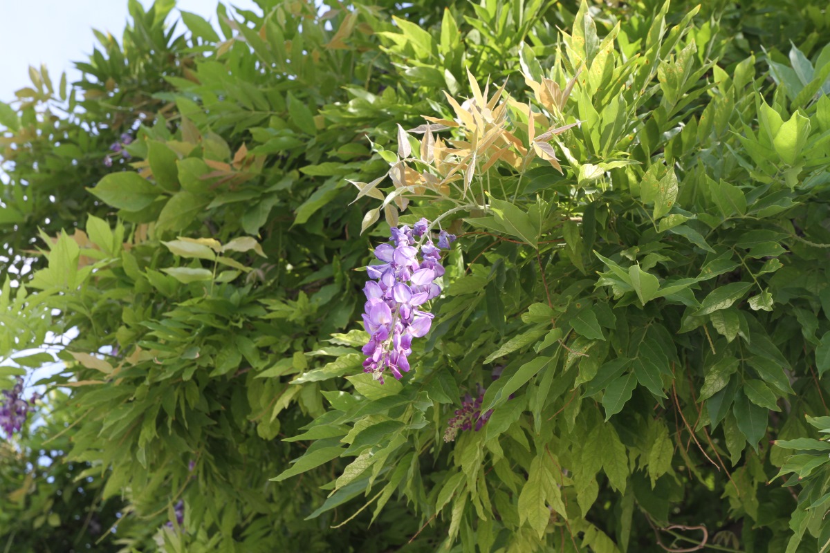 Изображение особи Wisteria sinensis.