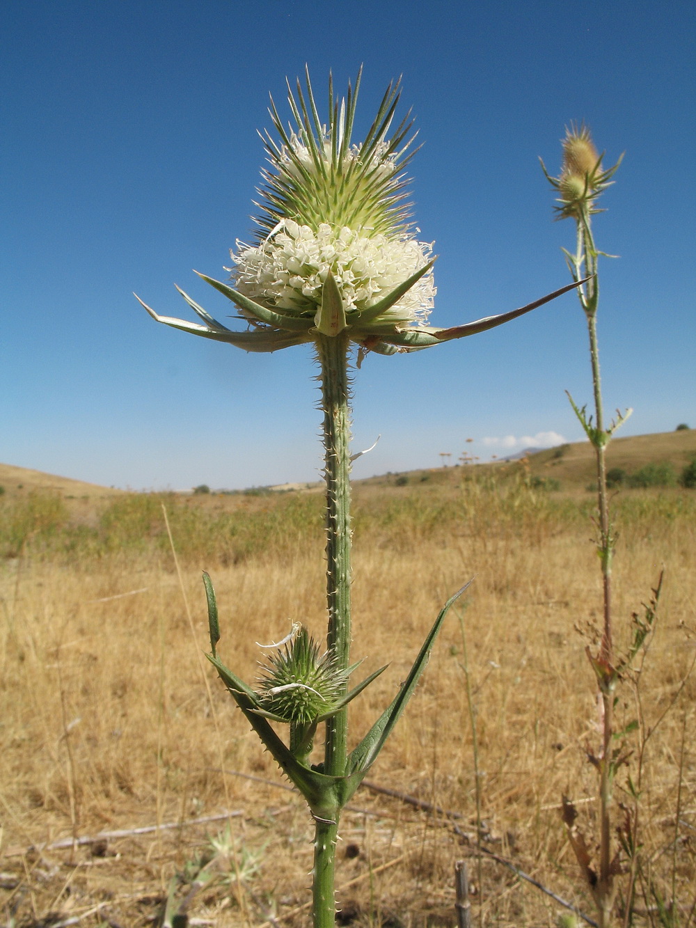 Image of Dipsacus laciniatus specimen.