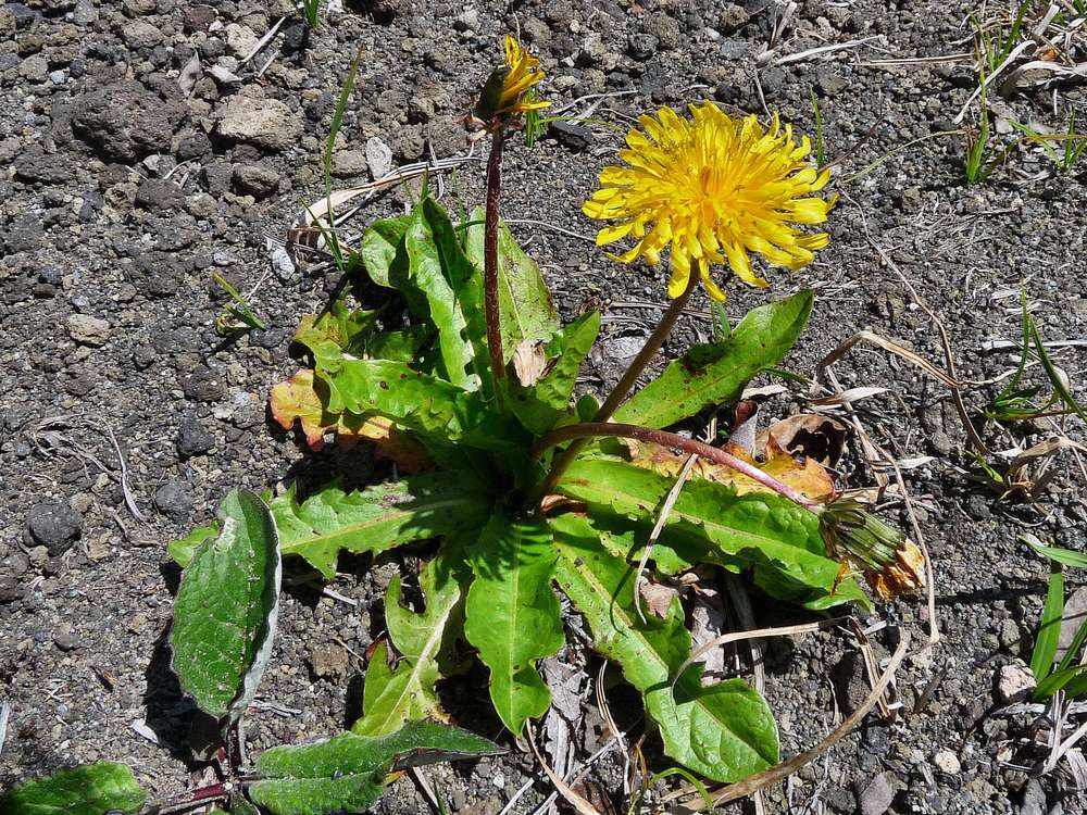 Image of Taraxacum acricorne specimen.