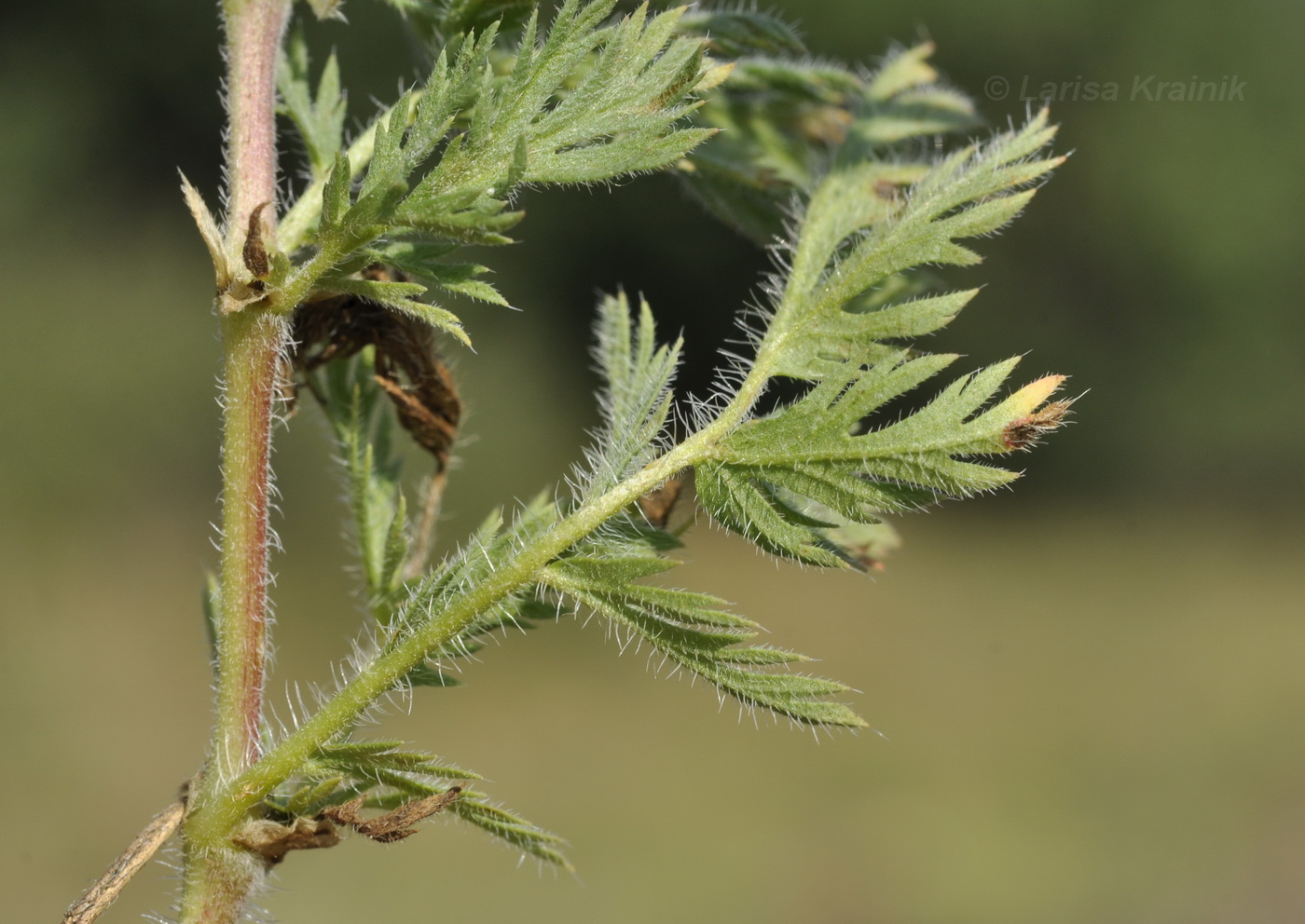 Изображение особи Erodium cicutarium.