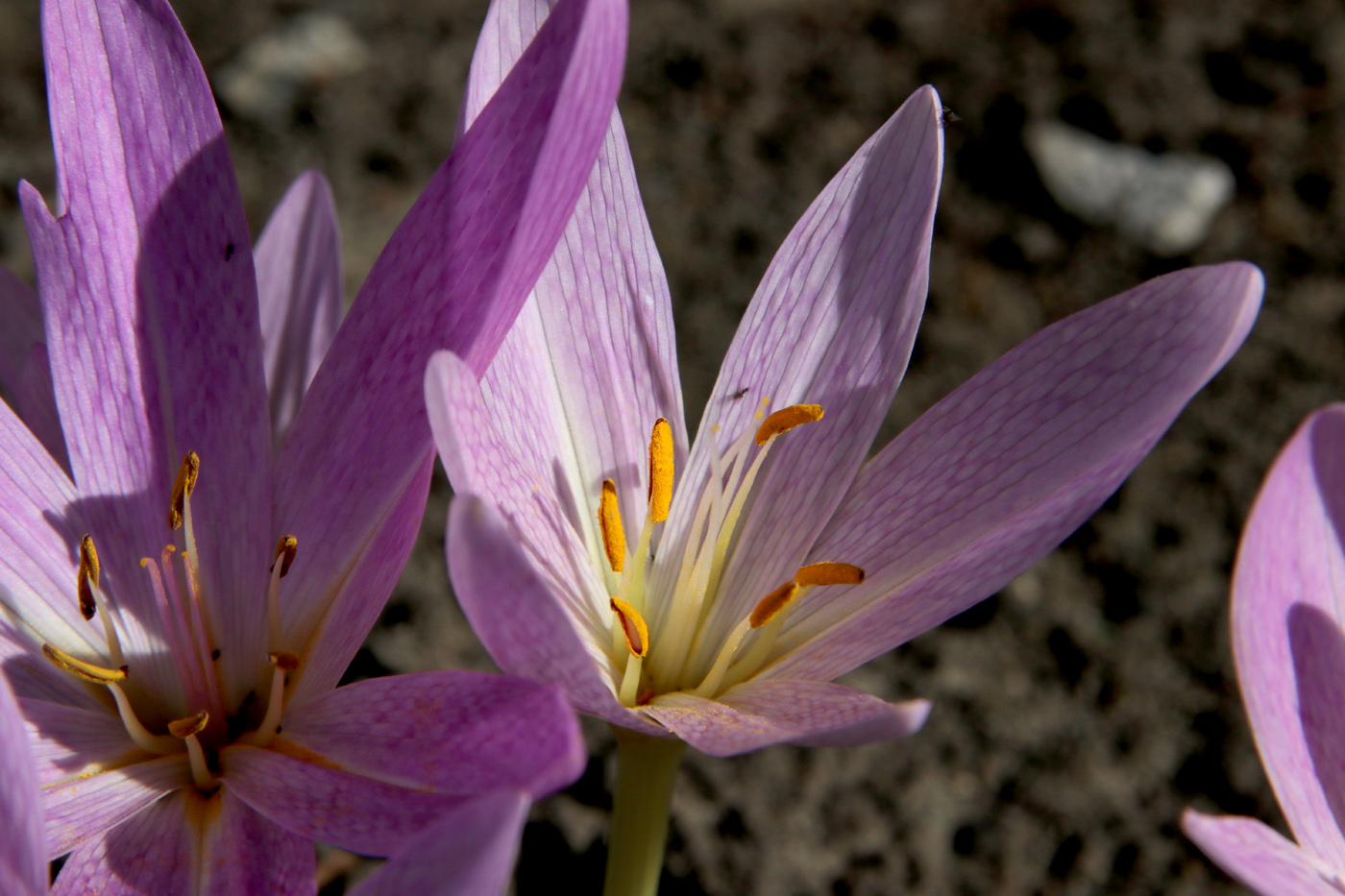 Image of Colchicum speciosum specimen.