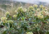 Thymus nummularius. Верхушка отцветшего растения. Кабардино-Балкария, Черекский р-н, Кабардино-Балкарский высокогорный заповедник, Черек-Безенгийское ущелье, ≈ 2300 м н.у.м., донная морена. 16.08.2021.