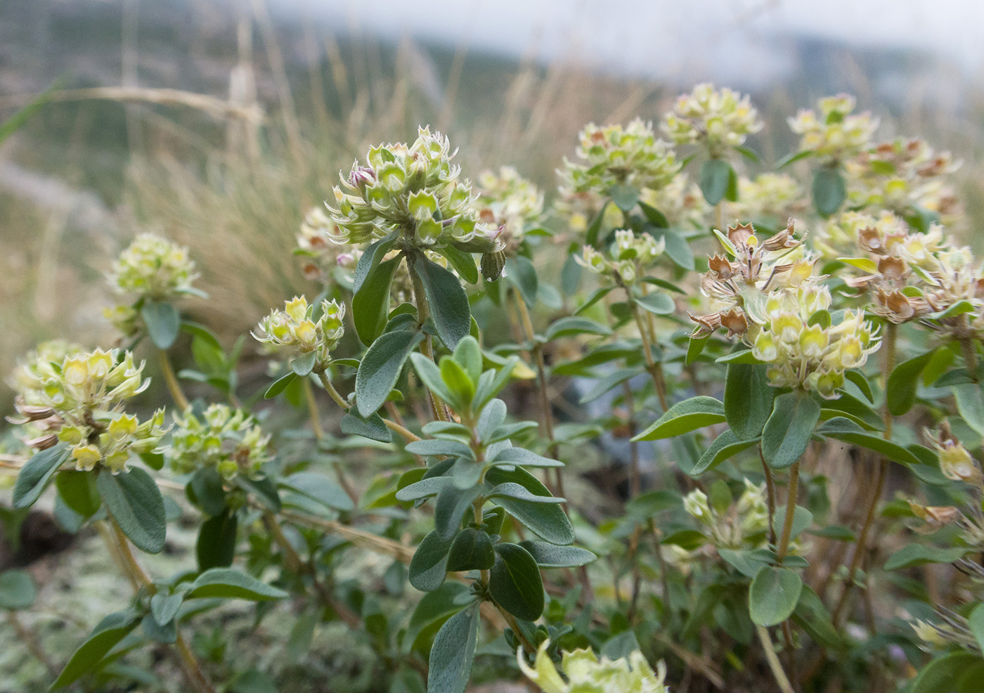 Изображение особи Thymus nummularius.