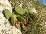 Opuntia humifusa. Плодоносящее растение. Краснодарский край, м/о г. Геленджик, окр. с. Кабардинка, скалистый обрывистый приморский склон. 14.10.2021.