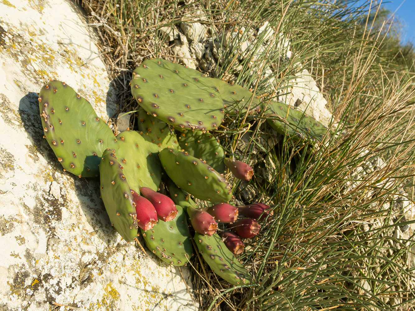 Image of Opuntia humifusa specimen.