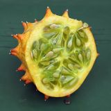 Cucumis metulifer. Разрезанный плод, видны семена. Смоленск, в культуре. Октябрь.