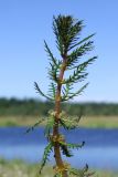 Myriophyllum verticillatum