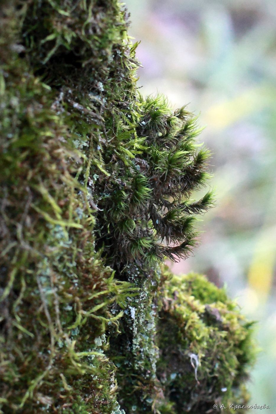 Image of Dicranum scoparium specimen.