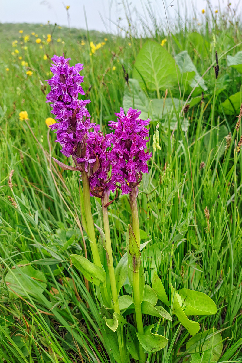 Изображение особи род Dactylorhiza.