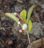 Gaultheria procumbens