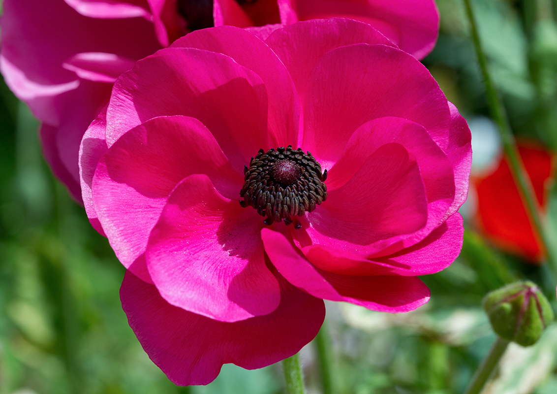 Image of Ranunculus asiaticus specimen.