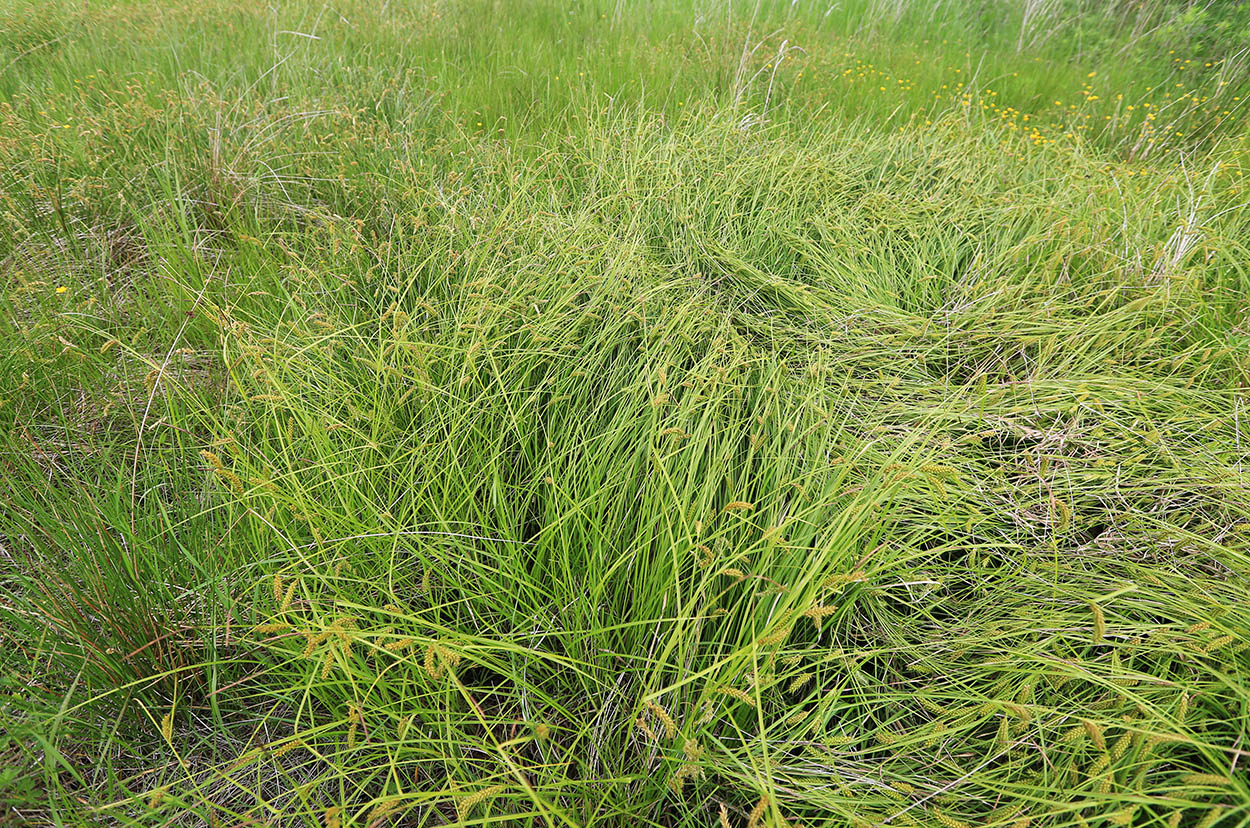 Изображение особи Carex vesicata.