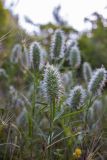 Trifolium angustifolium