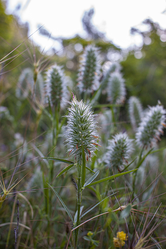 Изображение особи Trifolium angustifolium.