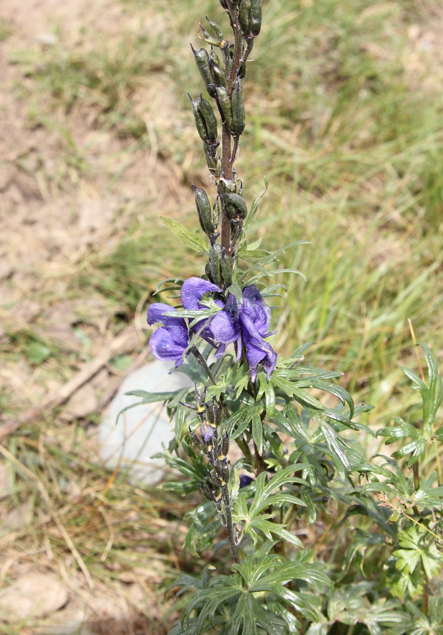 Image of Aconitum altaicum specimen.