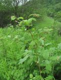 Rubus idaeus. Верхушка ветви с незрелыми плодами и цветками. Северная Осетия, Пригородный р-н, хр. Хошхаранраг, ок. 1500 м н.у.м., нагорный луг. 14.06.2021.