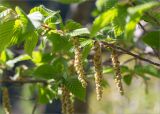 Carpinus betulus. Часть веточки с соцветиями. Абхазия, Гудаутский р-н, Рицинский реликтовый национальный парк, долина р. Лашипсы, высокий крутой берег. 13.05.2021.