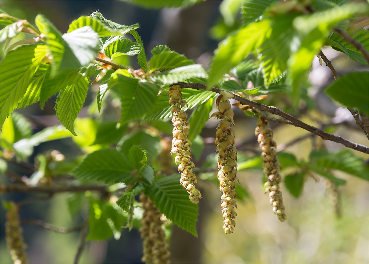 Image of Carpinus betulus specimen.