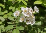 Rosa multiflora. Цветки и лист. Абхазия, г. Сухум, Сухумский ботанический сад, в культуре. 14.05.2021.