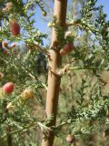 Myricaria bracteata. Часть веточки с галлами. Казахстан, Алматинская область, посёлок Дзержинское (Токжайлау), река Шет-Тентек. 3 сентября 2010 г.