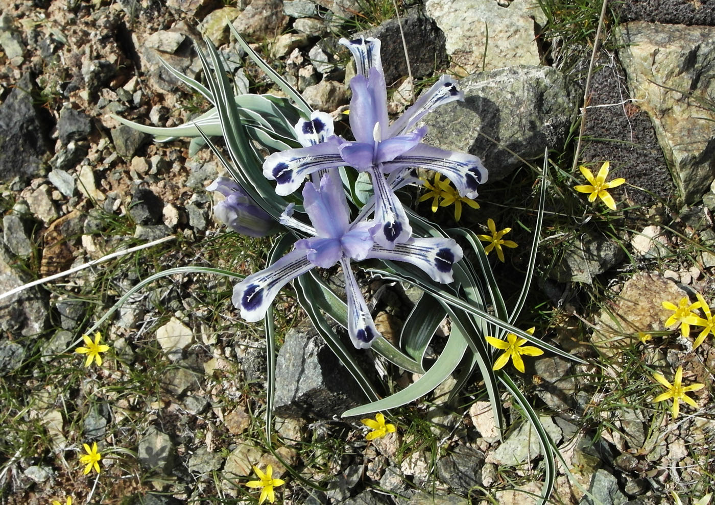 Image of Juno kuschakewiczii specimen.