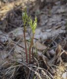 Lathyrus vernus. Вегетирующее растение. Пермский край, Кунгурский р-н, окр. с. Плехановское, восточнее ур. Спасская гора, липовая роща. 07.05.2022.