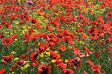 genus Papaver. Цветущие растения в сообществе с Senecio vernalis, Carduus uncinatus и Hordeum. Дагестан, Кумторкалинский р-н, долина р. Шураозень, луг. 30.04.2022.