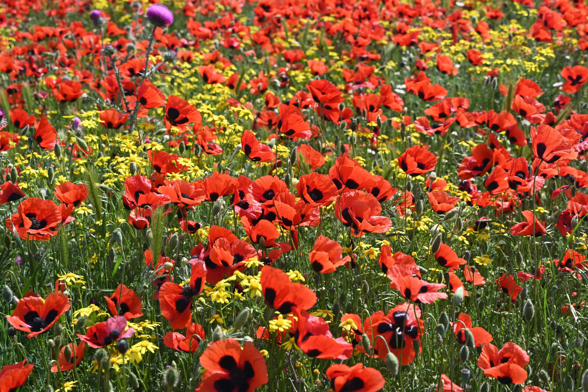 Image of genus Papaver specimen.