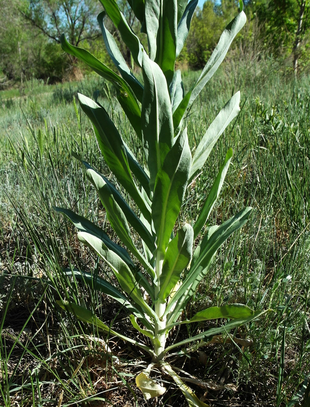 Image of Isatis costata specimen.