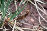 Iris biglumis