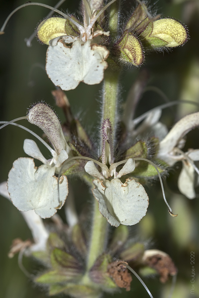 Image of Salvia austriaca specimen.