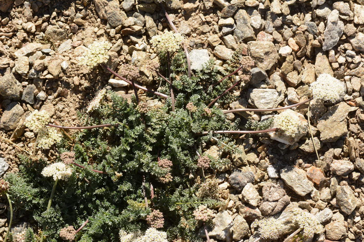 Изображение особи Schtschurowskia meifolia.