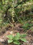 Orthilia secunda. Плодоносящее растение. Марий Эл, Звениговский р-н, Кокшайск, сосновый лес. 16.08.2022.