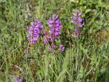 Polygala major