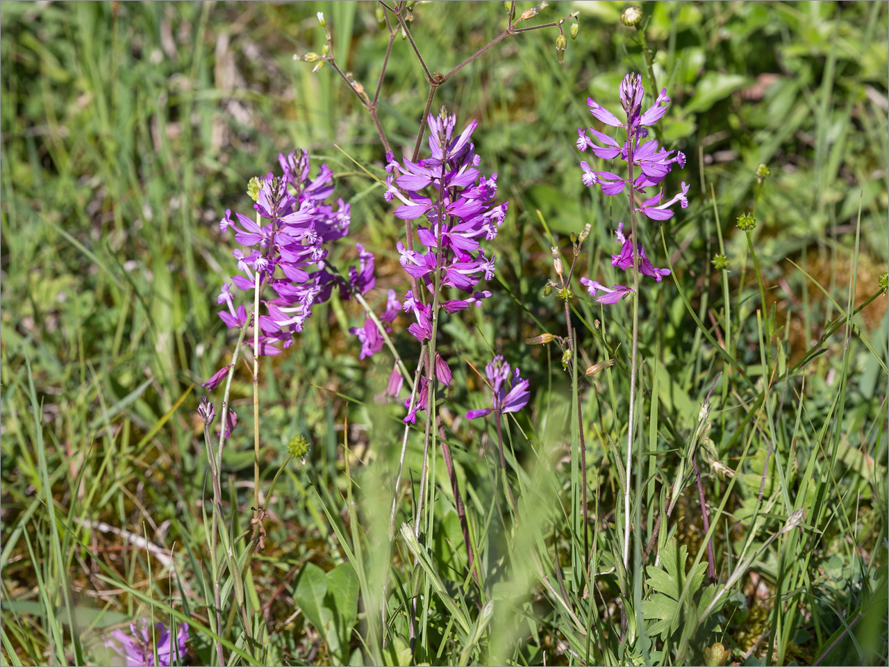 Image of Polygala major specimen.