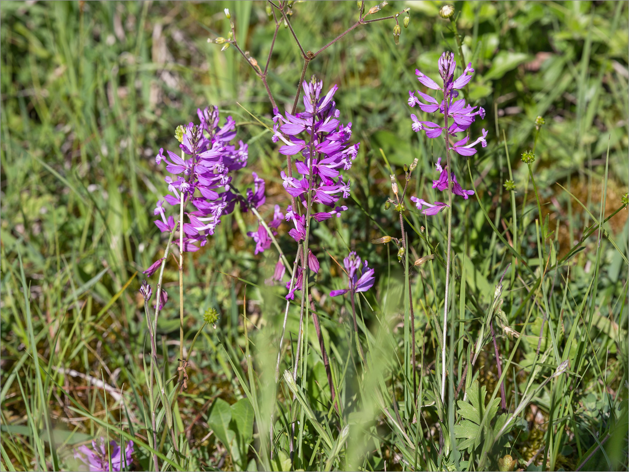 Изображение особи Polygala major.