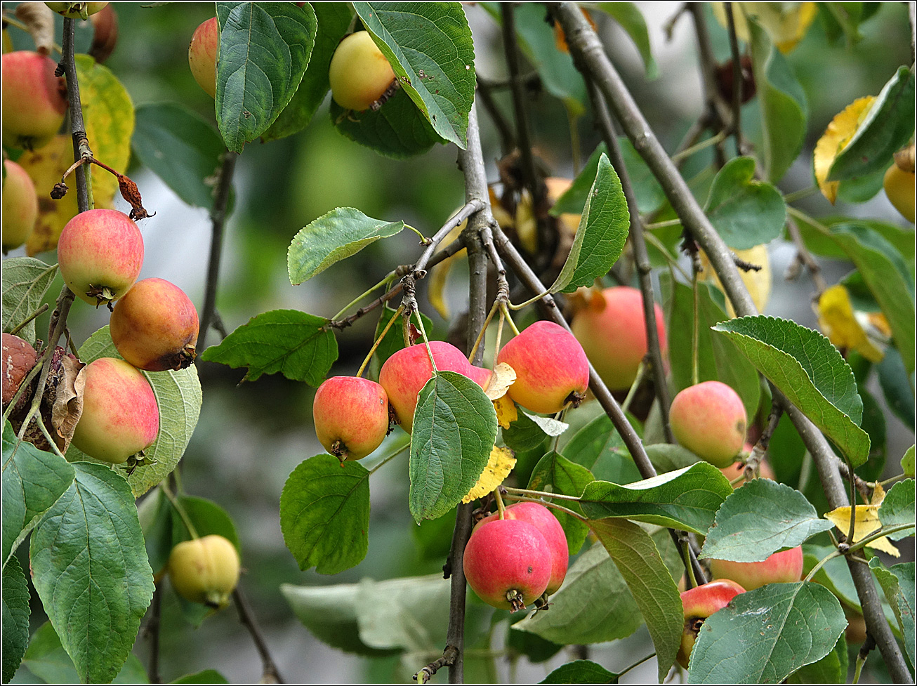 Image of Malus prunifolia specimen.