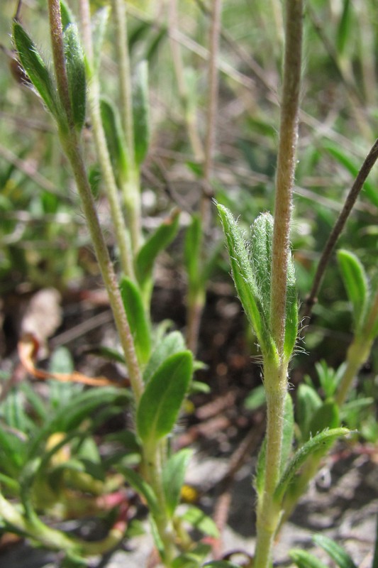 Image of Helianthemum orientale specimen.