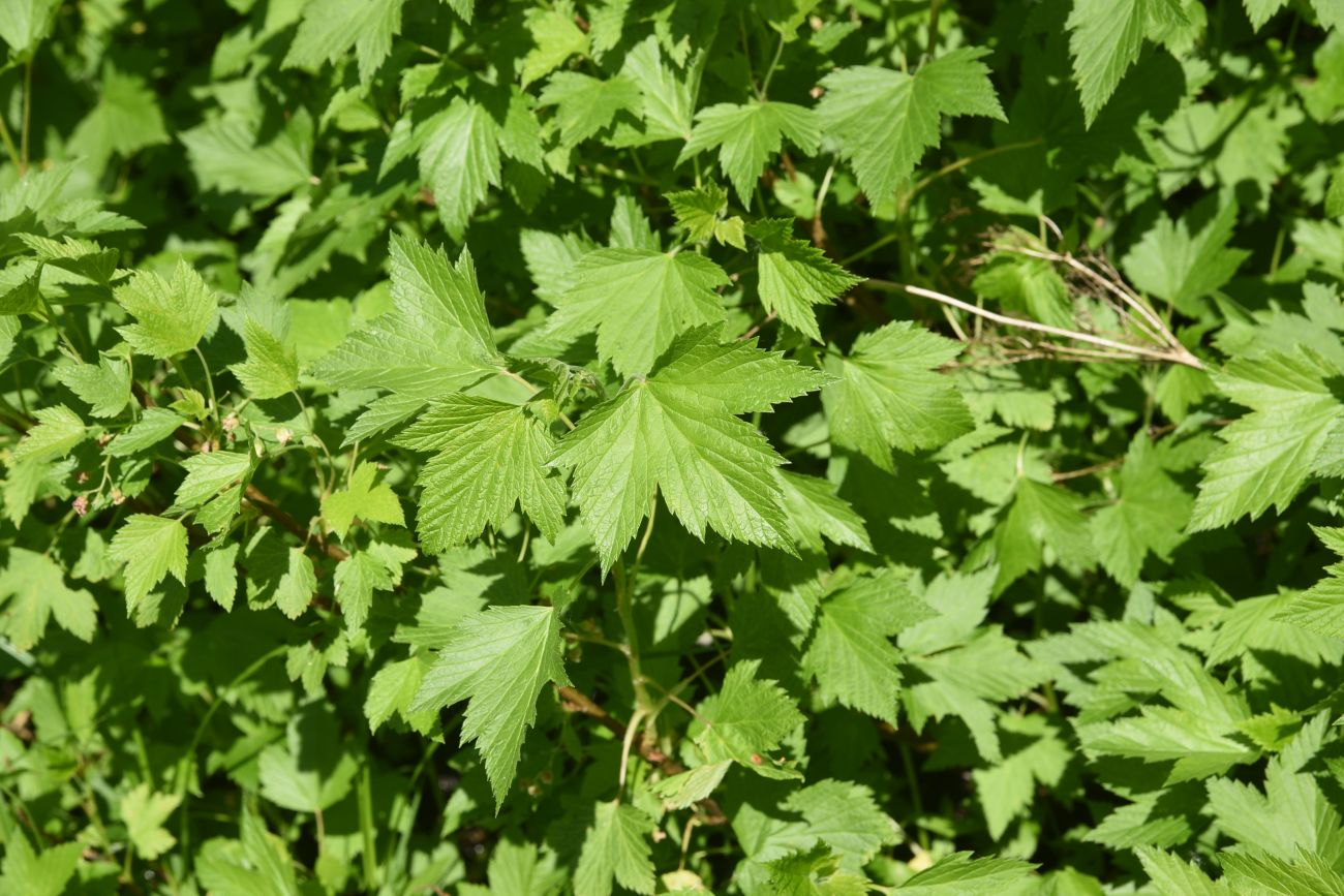 Image of Ribes nigrum specimen.