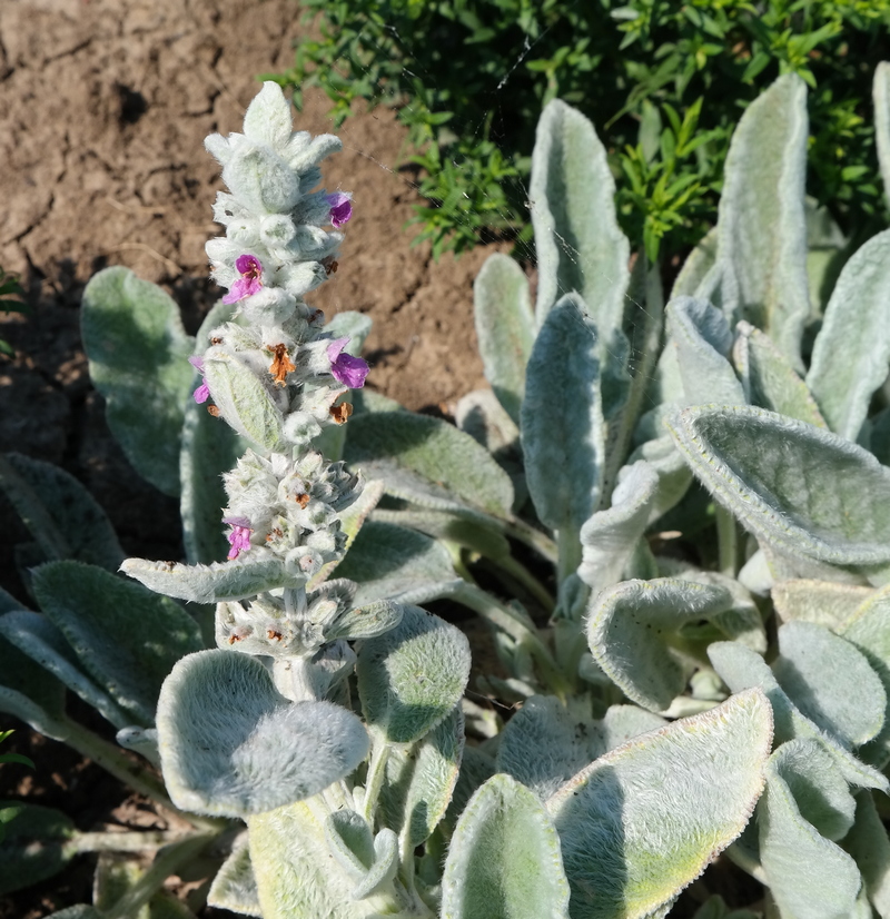 Изображение особи Stachys byzantina.