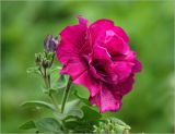 Petunia &times; atkinsiana