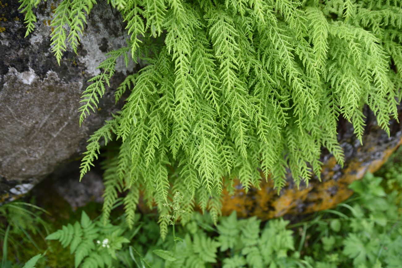 Изображение особи Woodsia caucasica.