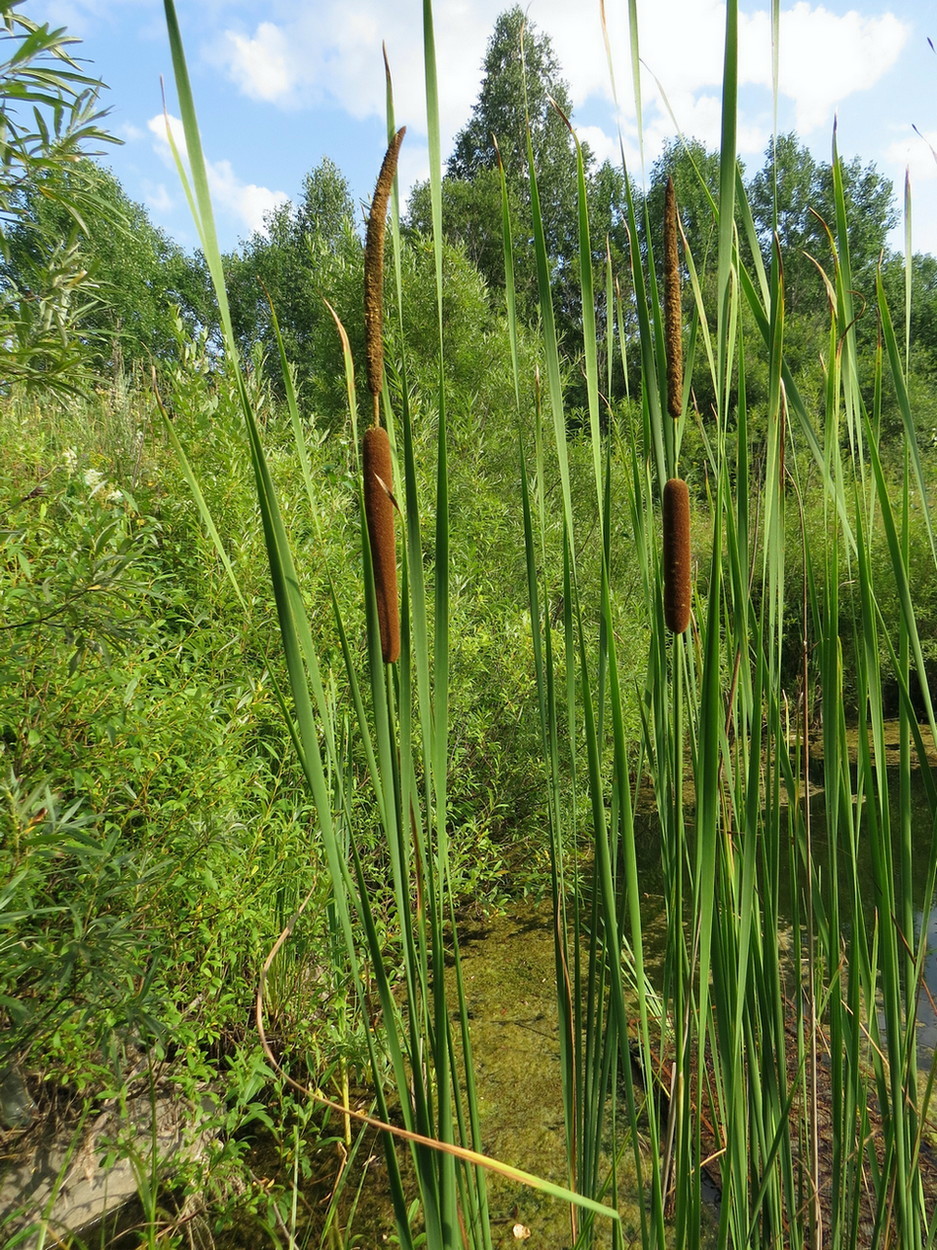 Image of Typha angustifolia specimen.