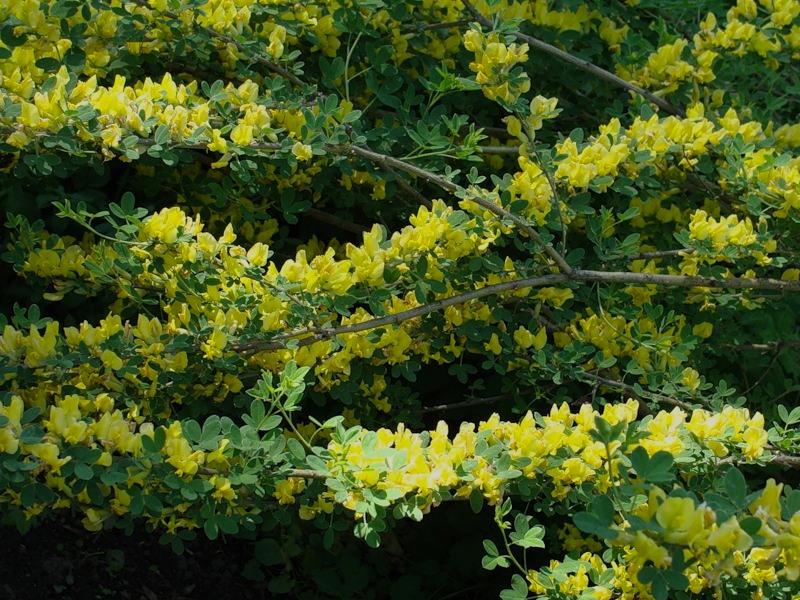 Image of Chamaecytisus ruthenicus specimen.