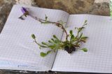 Campanula bellidifolia