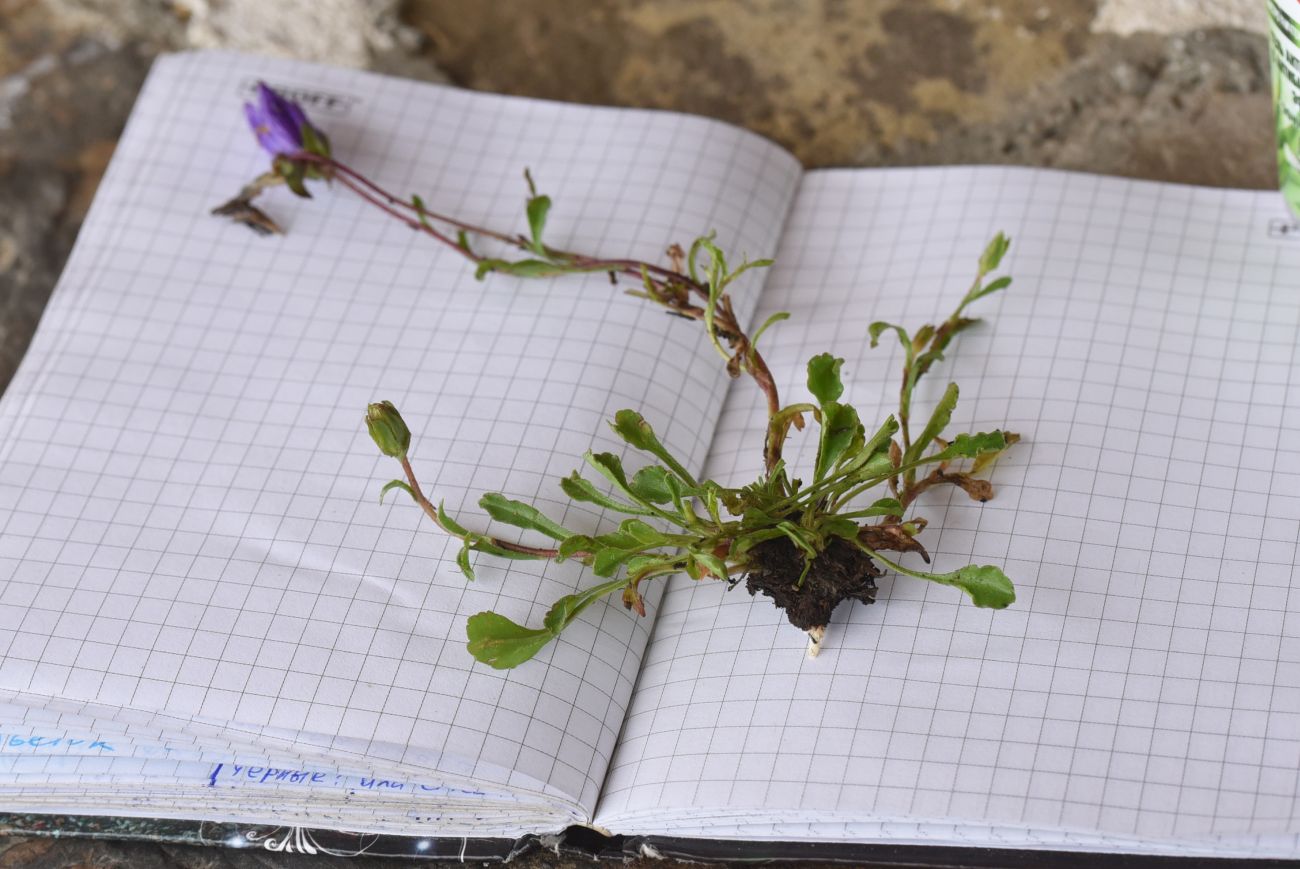 Изображение особи Campanula bellidifolia.