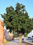 Ficus microcarpa