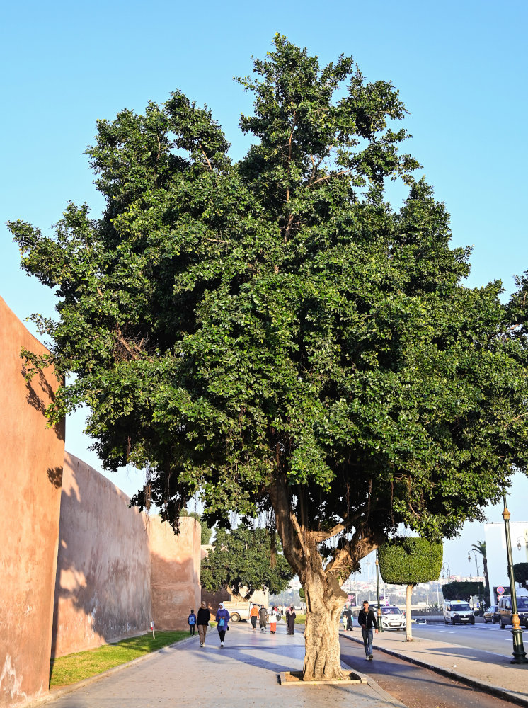 Image of Ficus microcarpa specimen.