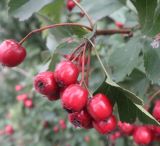 род Crataegus