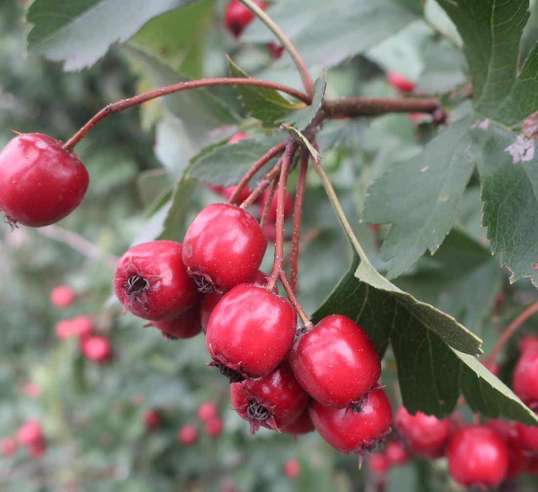 Image of genus Crataegus specimen.